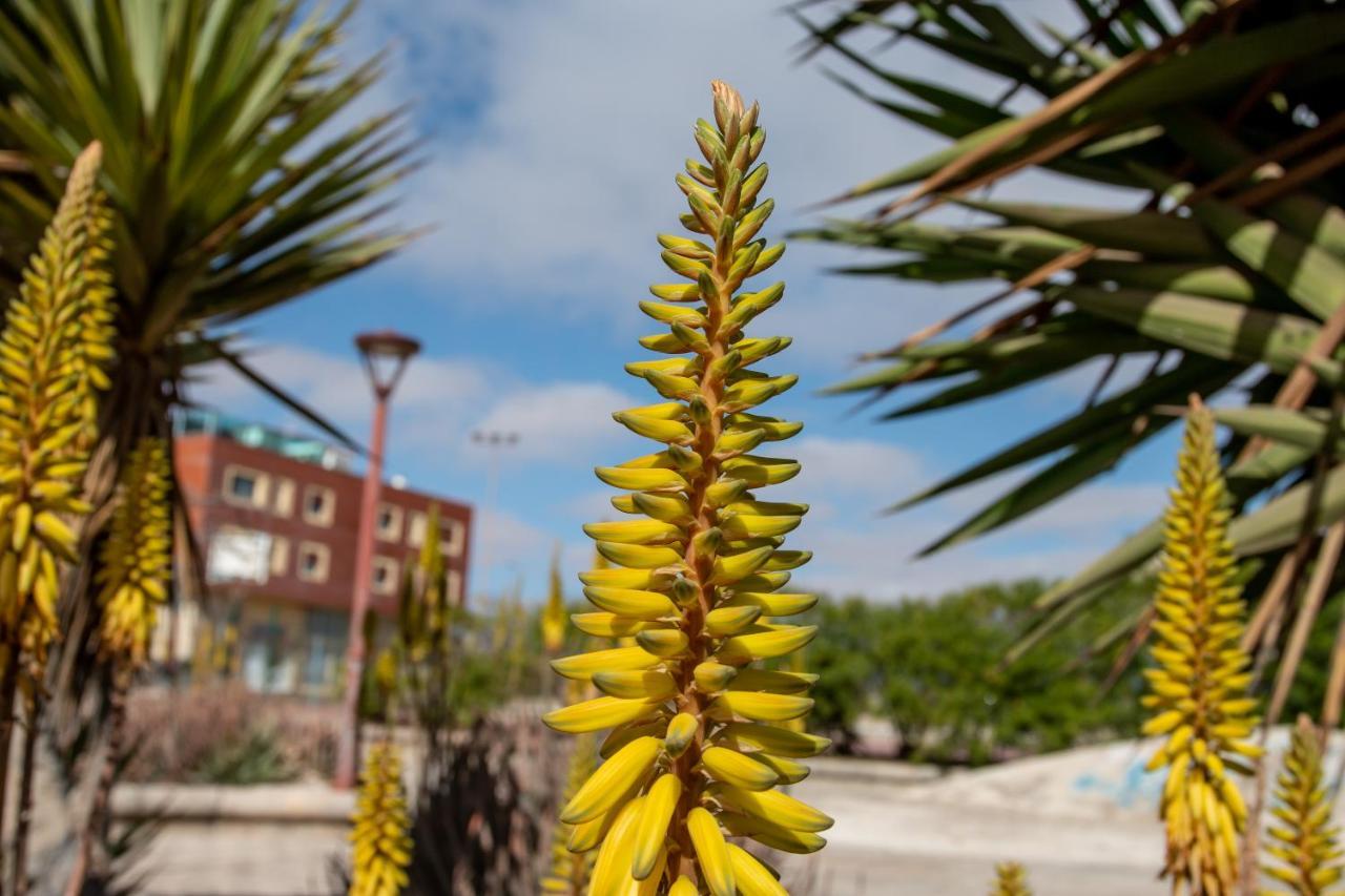 プエルト・デル・ロサリオLe Poulpe Bleu Fuerteventura Chic And Relaxアパートメント エクステリア 写真